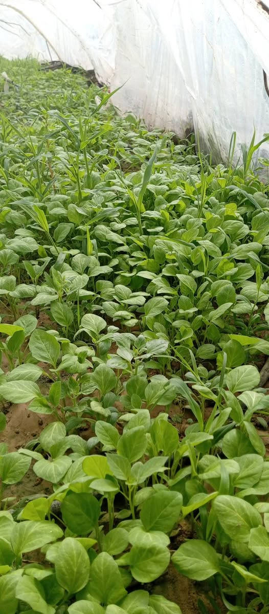 السلام عليكم 
دوايه بيتجان للبيع  مكان الجالسيه رقم ***********
