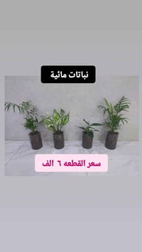 نباتات طبيعية • هولندية • توصيل جميع المحافظات