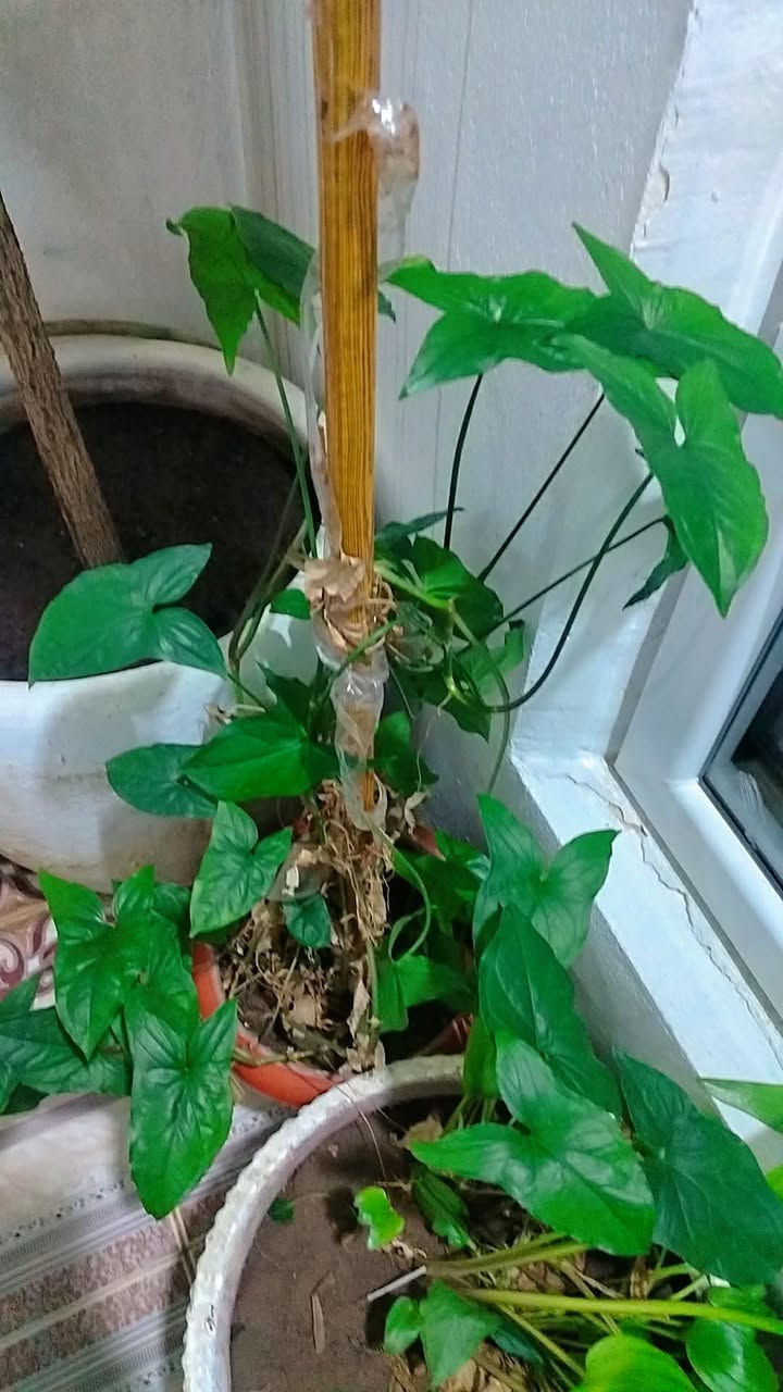 ئەم گوڵانە بۆ فرۆشتن
هەڵەبجە


**إذا كنت صاحب هذا الإعلان وتريد حذفه لأي سبب، رجاءا أرسل رسالة إلى الدعم الفني**