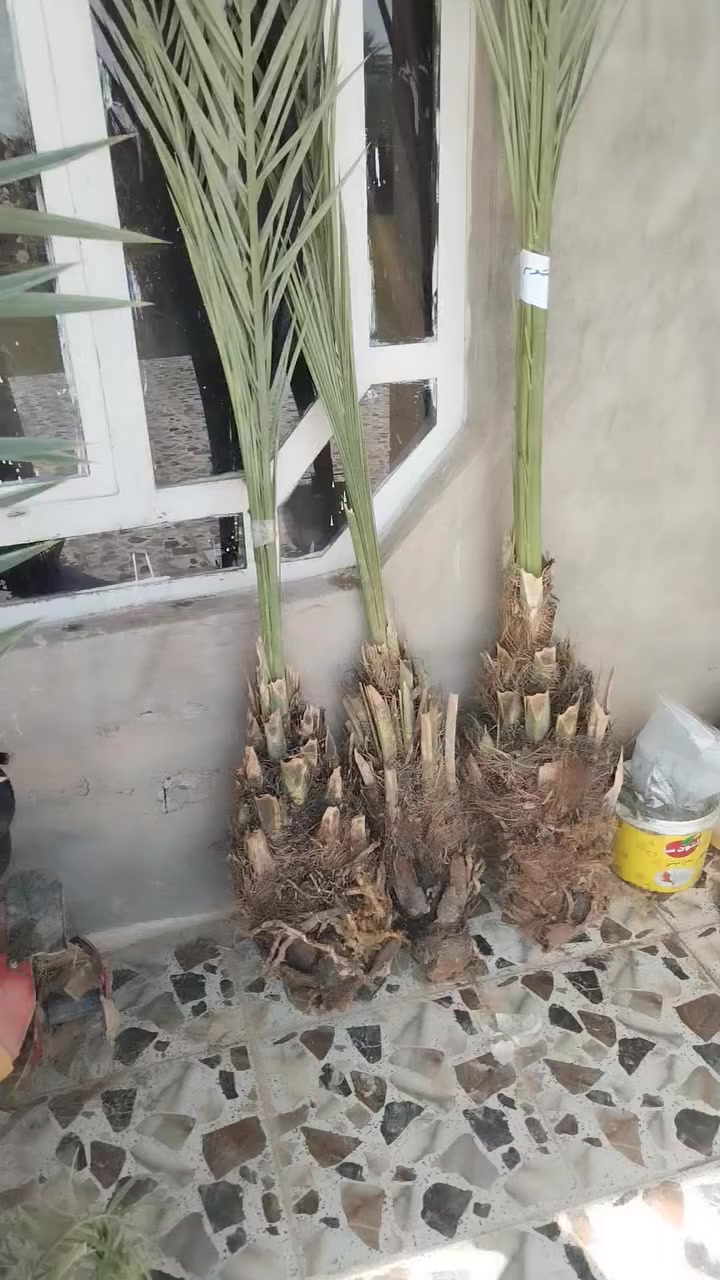 فسائل ابريم زهدي وخضراوي وخستاوي وتبرزل ومكاوي ***********
