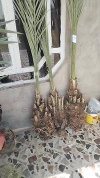 فسائل ابريم زهدي وخضراوي وخستاوي وتبرزل ومكاوي 07801625750