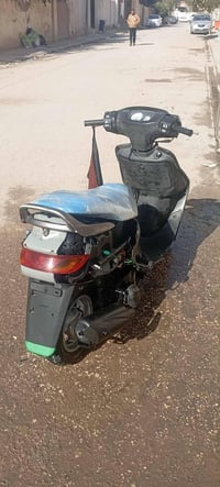 دراجة فراشة • زنجيل مقطوع • كوفة الخزاعل