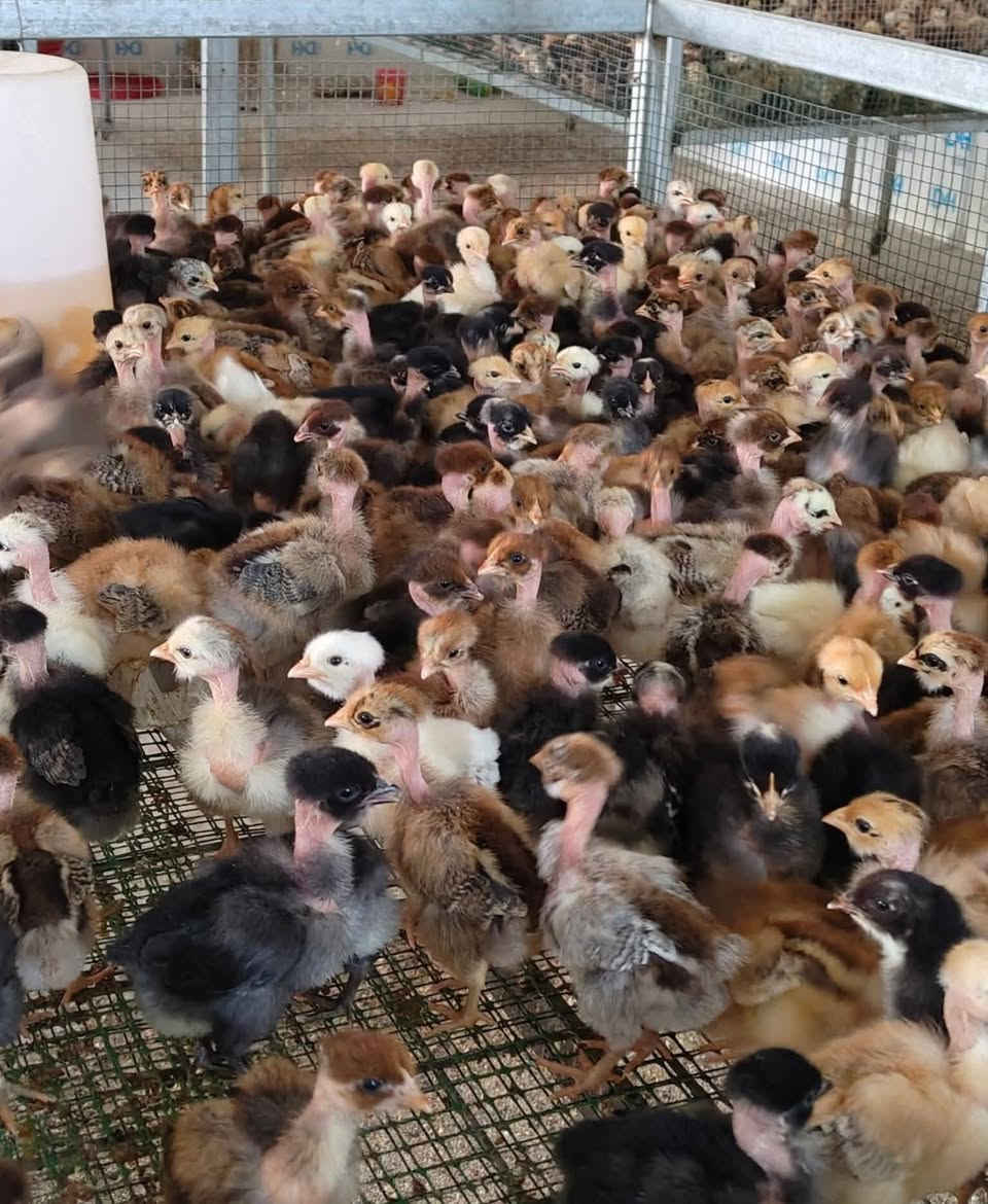 ⭕ألكَـميه محدوده
افراخ عرب ابو ركيبه فقط 🐓💯
افراخ ملقحه ✅
العمر 12يوم ✅
توصيل مجانا✅
الزوج 3 الاف✅
اقل طلب ١٠٠ كتكوت بسعر ١٥٠الف  وتوصيل مجاني 
للحجز والاستفسار  يرجى مراسله الصفحه


**إذا كنت صاحب هذا الإعلان وتريد حذفه لأي سبب، رجاءا أرسل رسالة إلى الدعم الفني**