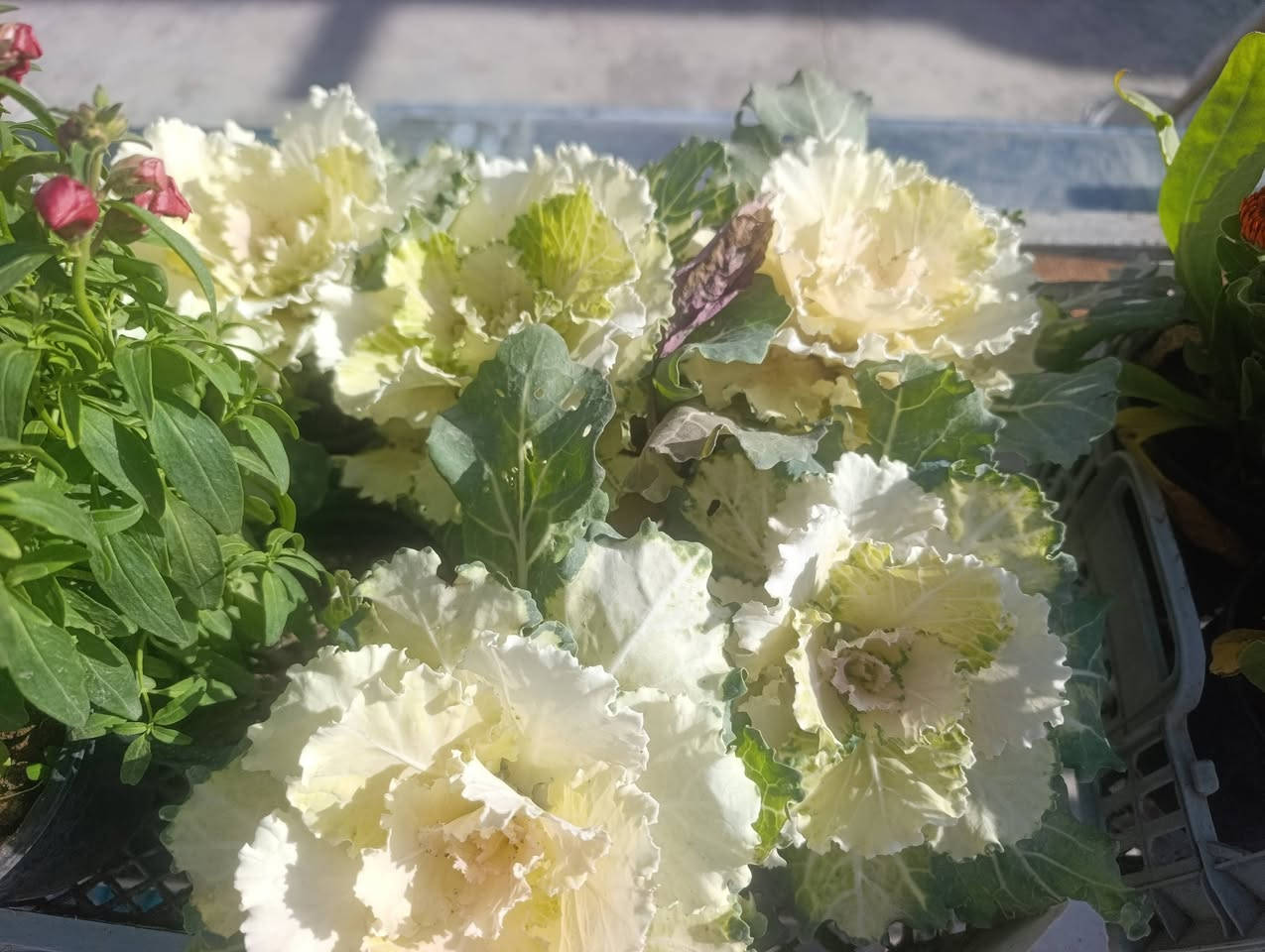 تخفضيات تعال صفحه وشوف كلشي اكو 
***********
