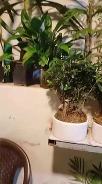 نباتات خارجية • ظليات هولندية • مشتل الحاج يونس