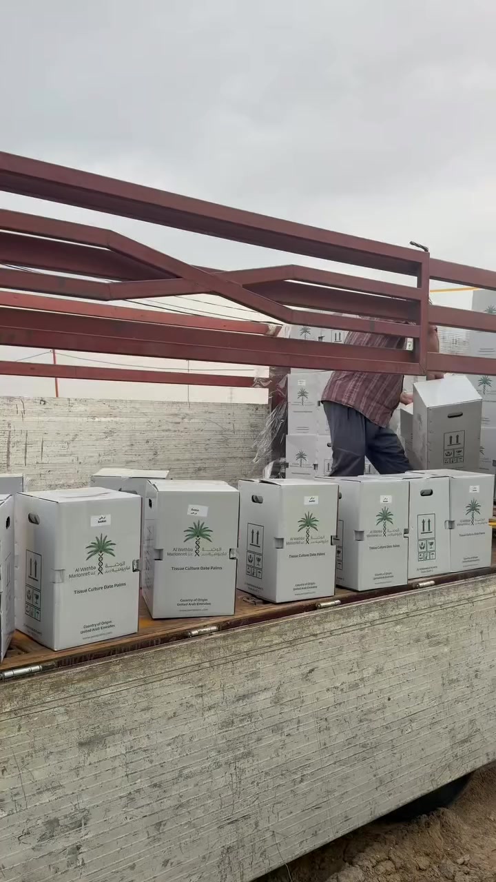 بحمد الله وصلت دفعة فسائل النخيل النسيجي إلى العراق قادمة من داخل مختبر الوثبة الفرنسي في الإمارات العربية المتحدة،
وهي الآن جاهزة للتوزيع على المزارعين والمستثمرين.

🌱 الأصناف المتوفرة في هذه الدفعة:
▪️ مجهول
▪️ برحي
▪️ حلوة دبي

دفعتنا الأولى ضمن خطة تجهيز فسائل نسيجية عالية الجودة،
لبداية زراعية قوية ومضمونة بإذن الله.

📦 تم الوصول والتجهيز للتوزيع
📍 عبر فروع شركة النسيج الأخضر في:

📌 النعمانية – واسط
غزوان
📞 ***********

📌 كربلاء – أبو مصطفى
📞 ***********

📌 كربلاء – أبو فاطمة
📞 ***********

📌 ديالى – صفاء الصريوي
📞 ***********

📞 للاستفسار والتنسيق، يرجى التواصل مع أقرب فرع إليكم عبر الأرقام أعلاه.

#النسيج_الأخضر
#فسائل_نخيل
#نخيل_نسيجي
#زراعة_النخيل
#تمور
#مزارعي_العراق
#برحي
#مجهول
#حلوة_دبي
#النعمانية
#كربلاء
#ديالى
