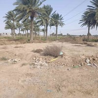 خلف ملعب نخيل • ٢٢٥م • زراعي