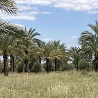 🌿 بستان للبيع على طابو الكاظمية 🌿  📏 المساحة: 2 دونم 🔒 البستان مسيّج P...