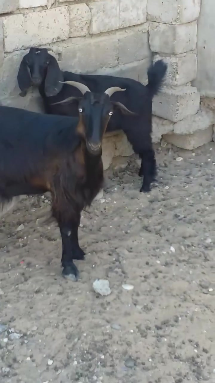 سلام عليكم
يوجد عنز وراه توم صخله و جدي قطريه شرط النصاحه المكان بيجي حي العصري الشراي يخابرني عله ***********زين ***********اسيه
