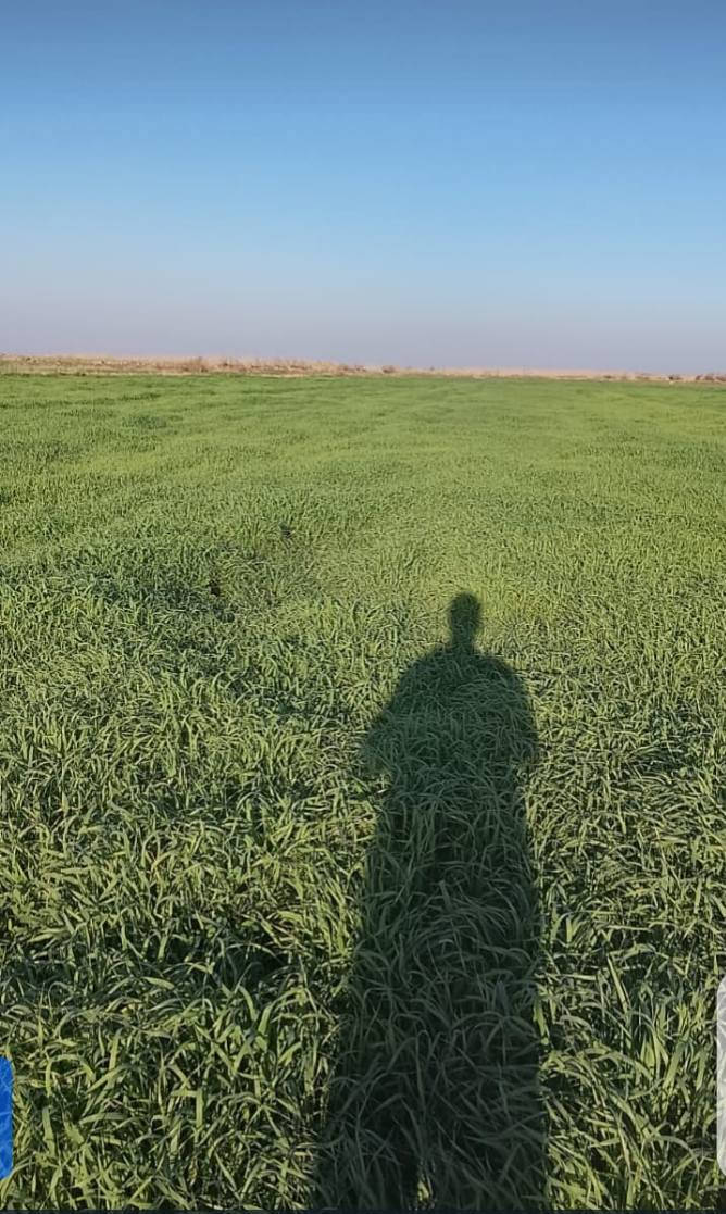 السلام عليكم
جاير دغل وبرسيم 18 دونم  قطاع 1؟
الاتصال ***********
