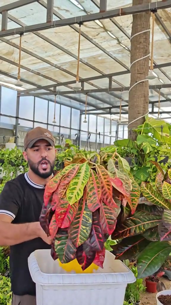 ليش تذبل أوراق نباتات🫤🌳#abed_flower #شعب_الصيني_ماله_حل😂😂 


**إذا كنت صاحب هذا الإعلان وتريد حذفه لأي سبب، رجاءا أرسل رسالة إلى الدعم الفني**