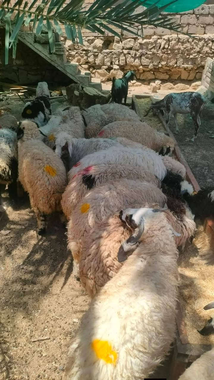 يوجد طليان وفطايم ناصحات شرط النصاحه يرهمن كصابه ويرهمن جنيه العدد 25  المكان بيجي حي العصري
الاستفسار ‏‪***********‬‏
يوجد طليان وفطايم ناصحات شرط النصاحه يرهمن كصابه ويرهمن جنيه العدد 25  المكان بيجي حي العصري
