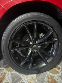 لبيع تخم ويل بلاك توب اصلي حجم 20 ) (07811877457