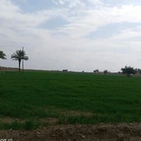 شيشبار • دونم وربع • طابو زراعي