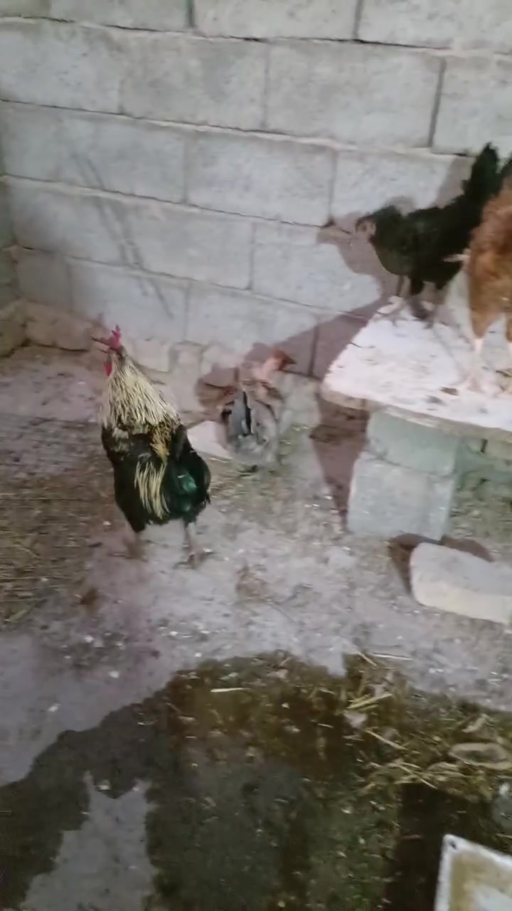 دجاج عرب بياض ٦ دجاجات وديج و١٢ فرخ اصليات للبيع قفلهن ١٣٠ الما يعجبه السعر رجاء لا يدخل يعامل *********** المكان الشعله الدوانم
