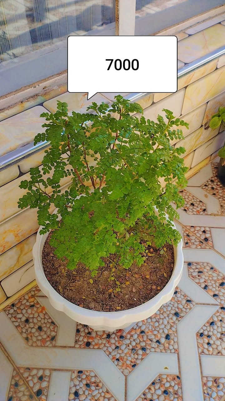 للبیع


**إذا كنت صاحب هذا الإعلان وتريد حذفه لأي سبب، رجاءا أرسل رسالة إلى الدعم الفني**