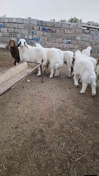 حلال • اسعار مناسبة