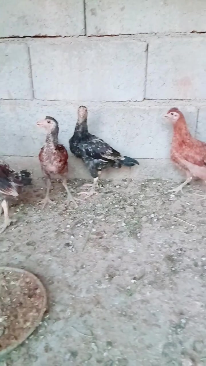 السلام عليكم 
للبيع فراريج 
العدد 3وديج 
مكاني شارع عشرين 
***********
