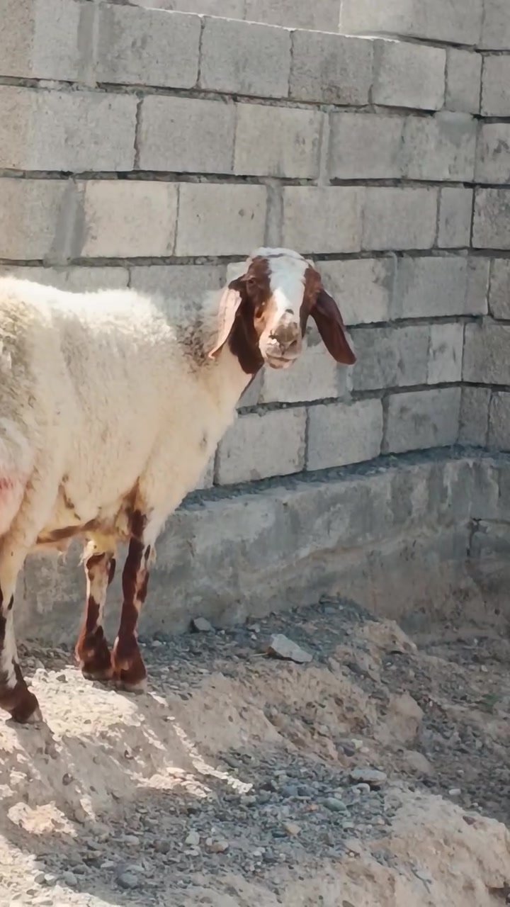 سلام عليكم اخوان نعجه للبيع شرط النصاحه
نصاحه 3ايام نعجه حانيه سن وشطر الاستفسار
 .
  ***********.  //   ***********
