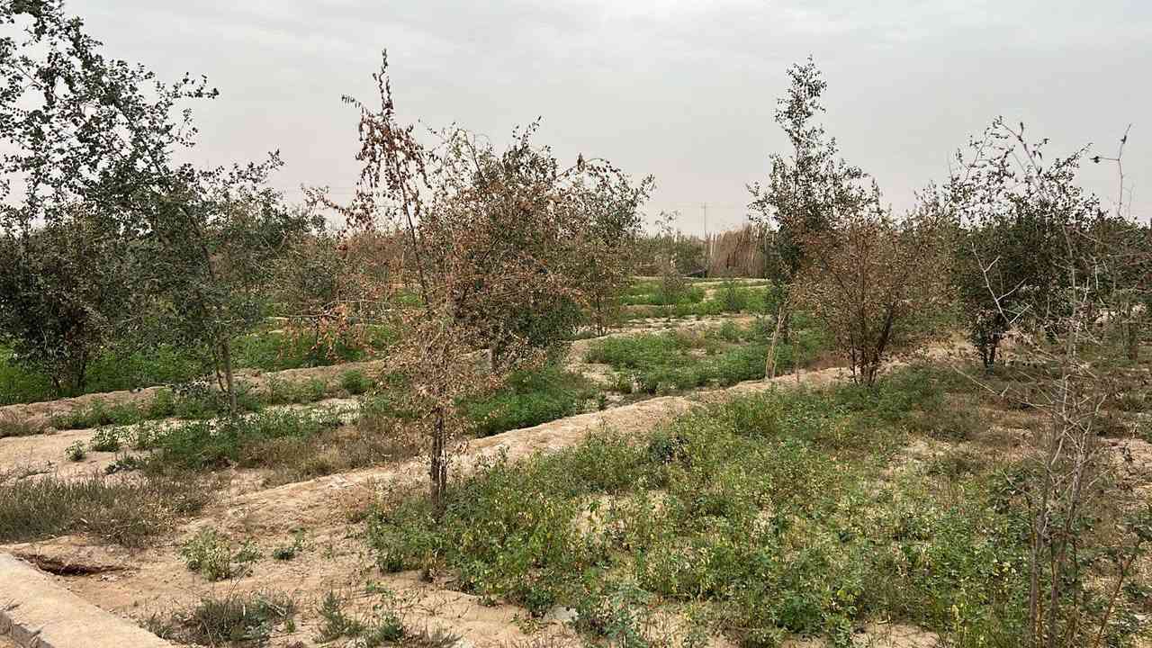 مكلف بالنشر هذا رقم راعيه *********** مزرعة 4 دوانم مسيجة بلوك بية مشتمل غرفة ومطبخ وحمام وبية بئر ارتواز عدد 2 وبية 700 سدرة وبية نخل تقريباً 100 نخلة وبية باقي الأشجار مثل الكاربس مكانه تجاري تبعد عن التبليط مسافة 30 متر شارع الغاز من الخور الكورية ويربط بشارع سفوان زبير مكان جدا راقي وجيران طيبين تفاصيل اكثر أتصل لاتجي خاص
