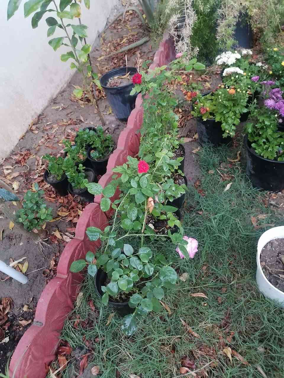 نباتات داخليه وخارجيه للطلب مراسلة الصفحه يوجد خدمة توصيل


**إذا كنت صاحب هذا الإعلان وتريد حذفه لأي سبب، رجاءا أرسل رسالة إلى الدعم الفني**