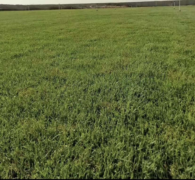 يتوفر ثيل استرالي في محافظه البصره درجه أولى ونسبه نجاحه 100 للتجهيز الحدائق والدوائر الحكومية والشركات والمشاريع للتواصل والاستفسار الرقم (***********) ومتوفر توصيل خلال 24 ساعه 🚛
