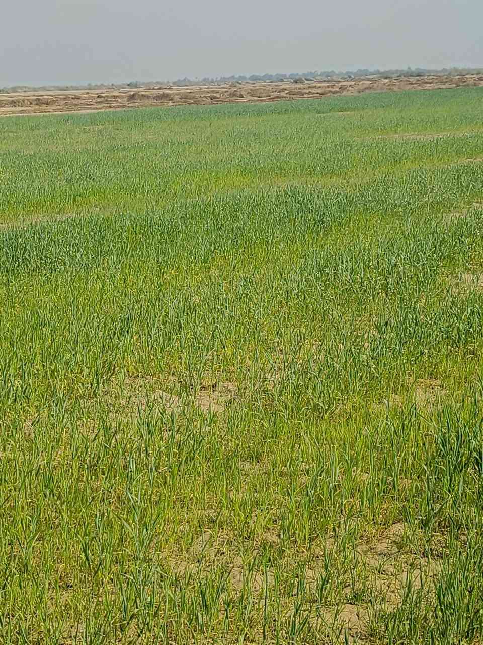 حنطه أو رويطه للبيع 80دونم /شطره صديفه‏ ‪***********‬‏
