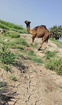 حيران • عدد ٢