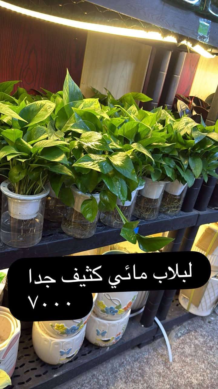 ضيف لمسه حلوه وروح لطيفه لبيتك


**إذا كنت صاحب هذا الإعلان وتريد حذفه لأي سبب، رجاءا أرسل رسالة إلى الدعم الفني**