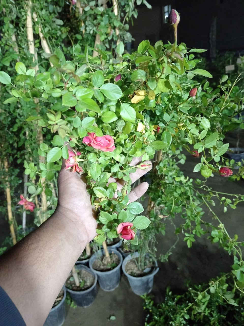 على بركة الله ♥

مسواك جديد في مشتل ابوبكر الفرع الثاني 

#العنوان_القائم_حصيبة 
شارع ابو رندة القديم شارع صيدلية النبع مقابل قرطاسية ديار الأمل 

الإتصال *********** مشتل ابوبكر
