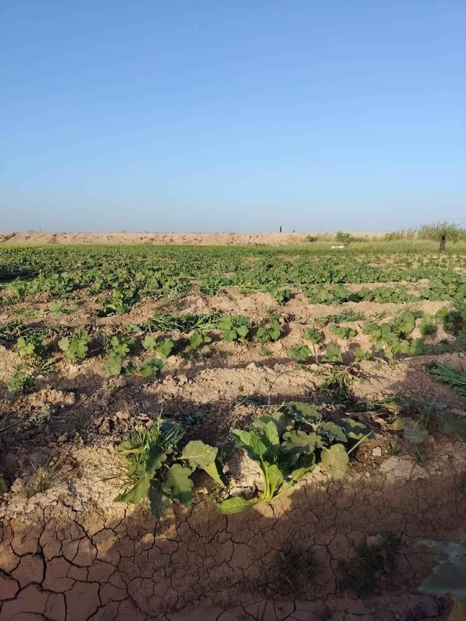 كاع البيع معه بيت جاهز ومثث من كلشي الكاع 3 دوانم ونص عقد 117 مكان بابل الحصوه بصف حي عداي مي سيح مزروعه 150جوه بانيه وبييه فلفل وطماطه و20 نخله ومي اساله وخط مولد سعر الدونم 9 ملايين والبيت 18مليون منضومت كاميرات والكاع مبزله يعني بزلين منضمن    الكاع  وعلا حدهه الروائي  رجان اقره التفاصيل وخابر الي مو شراي لا يتصل وكون ممنون ***********
