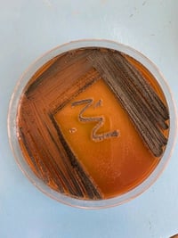 اطباق بكتيريا بكل الأصناف مع كل حتياجات المختبرية