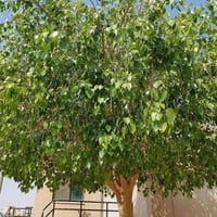 فيكس لسان العصفور • متر ونص • حله الاكرمين