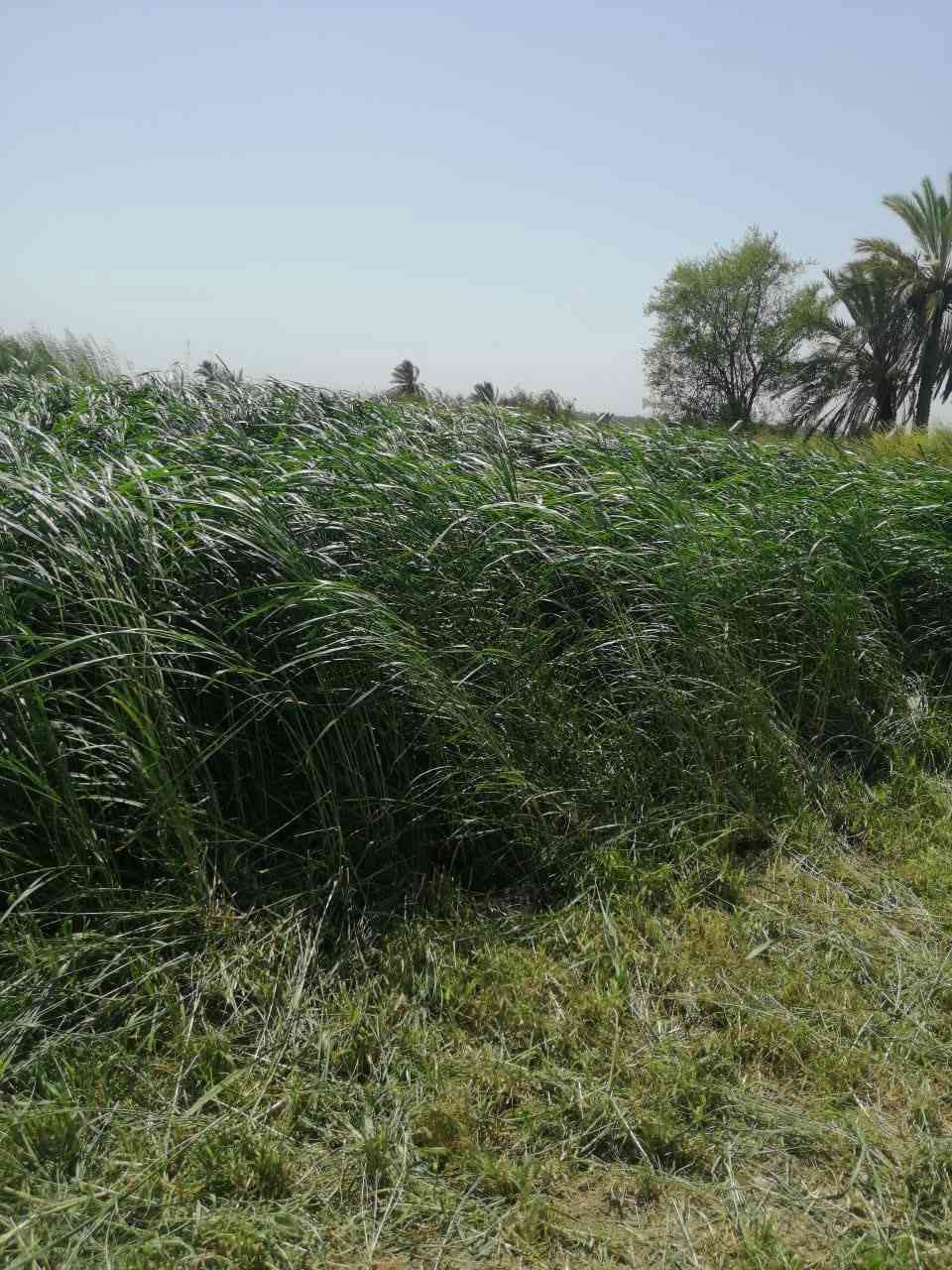 السلام عليكم ورحمه الله وبركاته 🌹 🤍 
#يعلن #مكتب #الأوس #للعقار عن #توفر 
#دونم  #ونص #للبيع 👏📢💥
 #طابوزراعي سند25تحويل مباشر المكان #الفلوجه الكيفيه خلف معمل سمنت الفلوجه تبعدعن الفلوجه  10 دقائق  وجه نهر🌊محدده بنهر 🌊حولها🌀 السعر 50وبيها مجال👏📢💥 للاستفسار اكثر الاتصال على الارقام التاليه 👏📢 ***********📱📢***********📢📞متوفر واتس اب همات 👏📢 
#مكتب #الأوس #للعقار #الفلوجه #حي #جبيل 👏📢💥
ام علي للعقارت والترويج 📢💥🕊️
