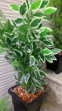 بغداد الشعب • للبيع