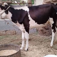 أباجير ٢ • فحل ١ • كربلاء عون
