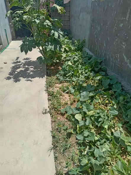 عندي بيت للبيع خانقين توله فروش يم معمل نسيج بي غرفه نوم صاله ستقبال صحيات خارجي وداخلي حوش خارجي وداخلي وسعر 12 يرهم قصط 10مقدمه ولباقي قصط زراعي مكاتبه  مساحه 180متر بيت تجاوز ورقم ***********
