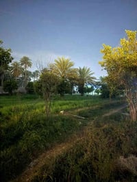 البوعيثه • دونمين • سند 25