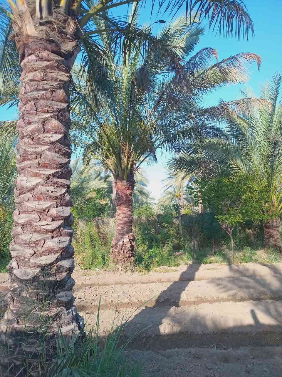 750 متر طابو زراعي سند 25 مفوضه كامل خدمات على التبليط مباشر.
كهرباء ماء اساله تصلح للسكن عنوانها بغداد الراشدية قرب البحيرة أو بل قرب من الشارع 
المؤدي الى الجزيرة السياحية تبعد عن الجزيرة ربع ساعه سعرها مناسب 
***********
***********
