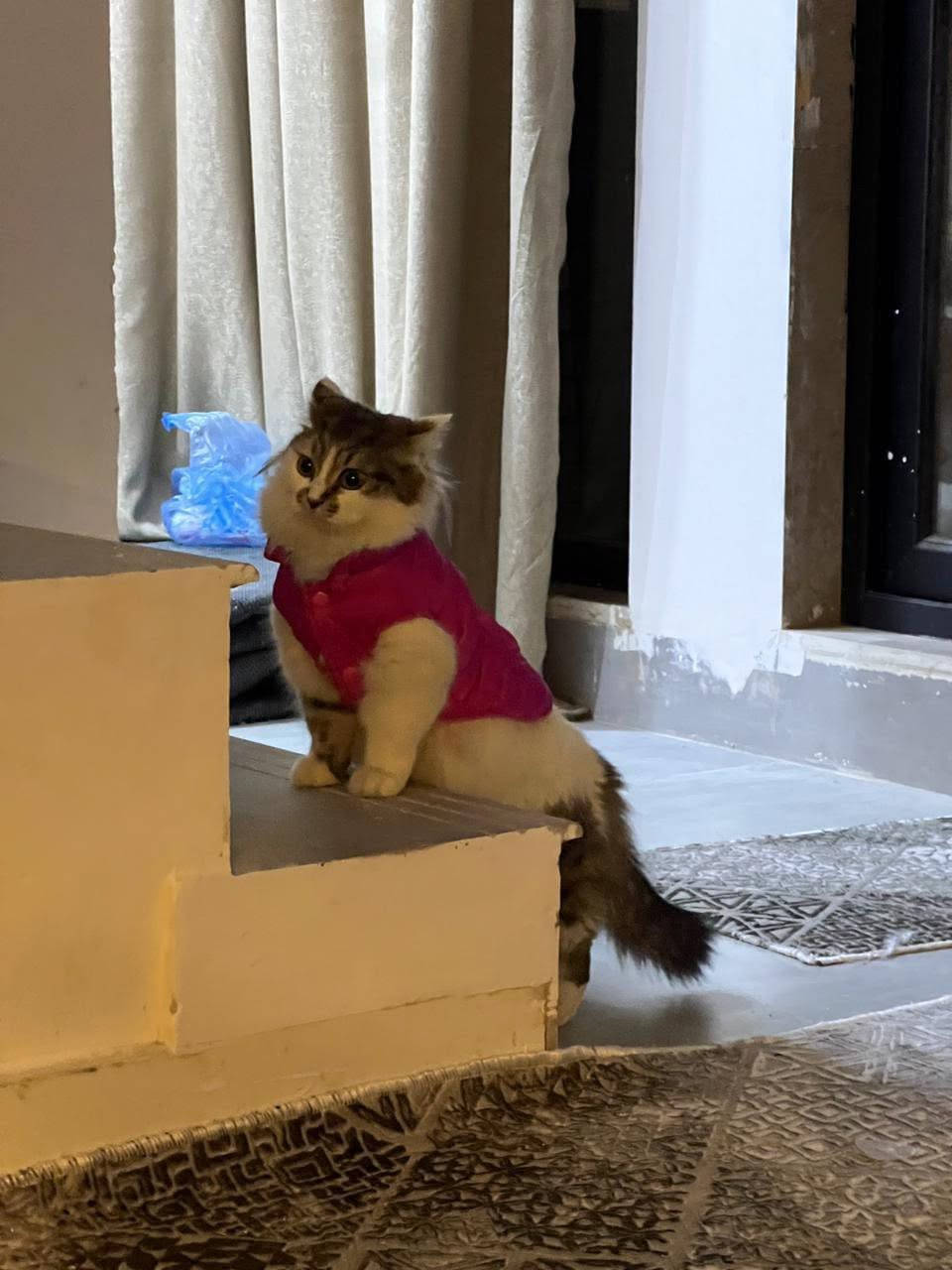 قطط ملقحة للتبني


**إذا كنت صاحب هذا الإعلان وتريد حذفه لأي سبب، رجاءا أرسل رسالة إلى الدعم الفني**