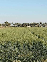 ابو غريب ١٠ مناصير • ٤ دونم • سند ٢٥