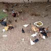 طيور عرب • ٢٤ • ملقحات