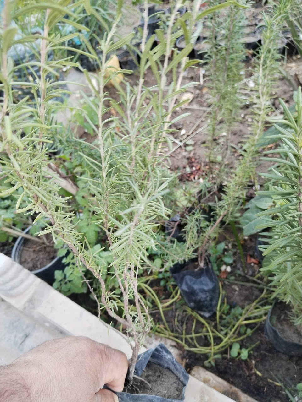 متاح لدينا سنادين شتلات 
شتلات ازهار ورد عين البقره
شتلات ازهار متسلق مجد الصباح الوان
شتلات ازهار اكاسيا شمعدان
شتلات الفراوله
شتلات إكليل الجبل روز ماري عطري 
شتلات ورد الختميه
شتلات ورد لاله عباس
شتلات متسلق ورد ابو خنجر الاتيني
شتلات الصبار التين الشوكي
شتلات متسلق البطاطا الحلوه
شتلات السجاد الكوليس
شتلات خد العروسه 
لطلب والحجز واتساب *********** السماوه أو مراسلة الصفحه يوجد خدمة توصيل طلبات داخل السماوه
