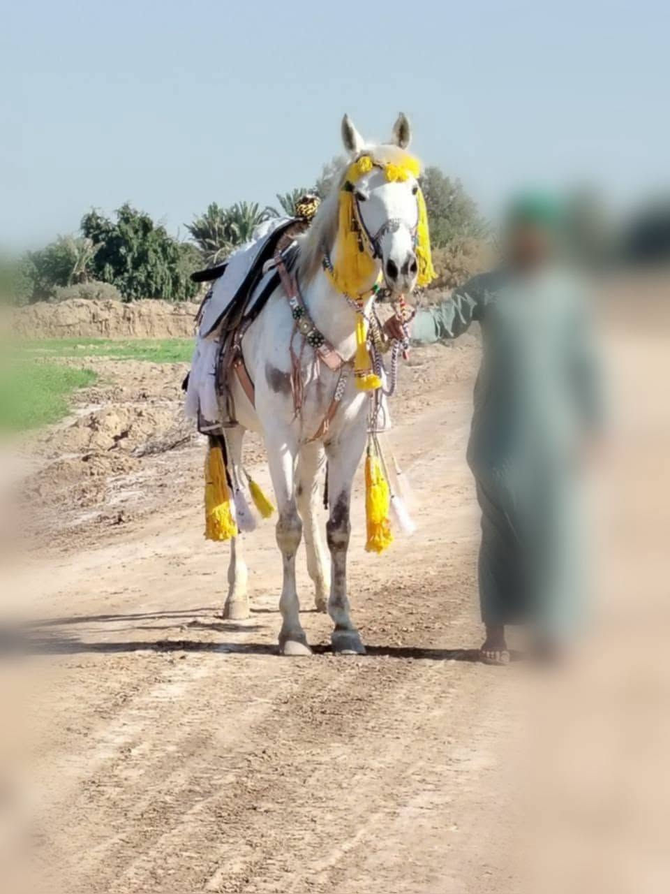 يالله علـّى بركة الله فرس عربيه مال ازماط امطفره م̷ـــِْن احصان بيه كتاب معروف
شد وطلع ازياره درب بعيد فرس كشاخه بل خياله للعلم الفرس اتمثل دور الأمام الحسين ارتفاعه 160 العمر 8
السعر خاص
رقم الهاتف ***********
