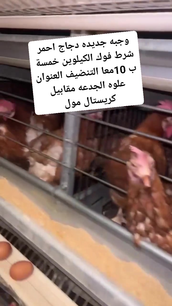 وجبه جديده دجاج احمر شرط فوك الكيلوين خمسة ب 10معا التنضيف العنوان علوه الجدعه مقابيل كريستال مول


**إذا كنت صاحب هذا الإعلان وتريد حذفه لأي سبب، رجاءا أرسل رسالة إلى الدعم الفني**