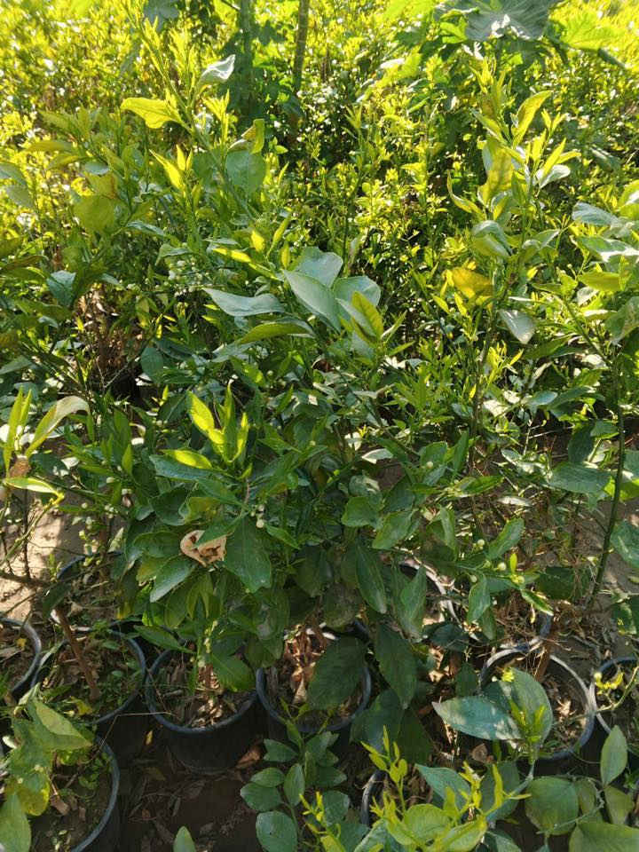 سلام عليكم  حامض وبرتقال سندان عراقي  للاستفار اتصال على الرقم*********** متواجد واتساب
