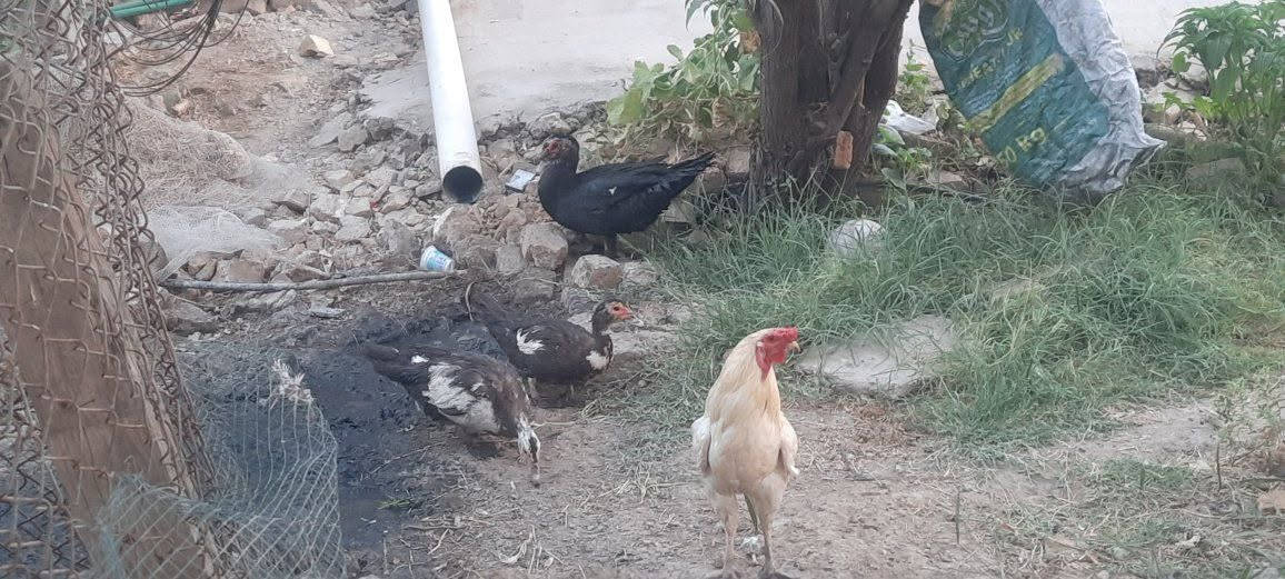 وز مصري  للبيع عدد 7 
***********
