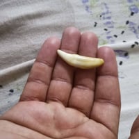 سن الذيب • ٤٠ سنة • اصلي