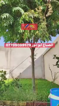 صباغ • أبو انور • داخل كركوك