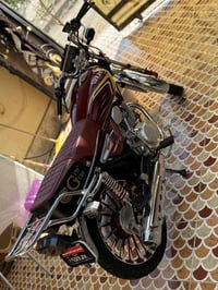 سيفان امراوس • فحل • حالة ممتازة